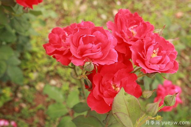 山東大花月季成長期的正確施肥技巧！(圖1)