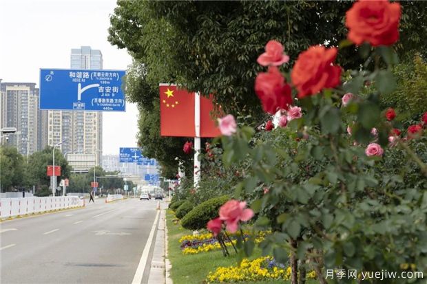 昆明上千株月季俏立呈貢街頭，與您共赴COP15盛會！(圖1)