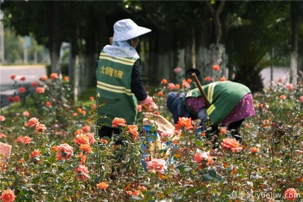 昆明上千株月季俏立呈貢街頭，與您共赴COP15盛會！(圖2)