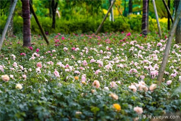 昆明上千株月季俏立呈貢街頭，與您共赴COP15盛會！(圖4)