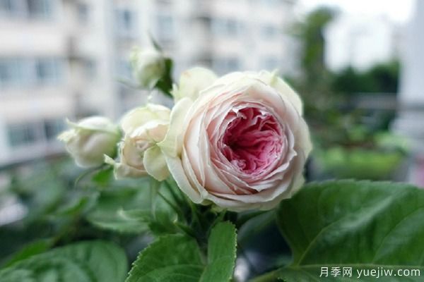 推薦6種月季非常好養(yǎng)，抗病能力超強(圖4)