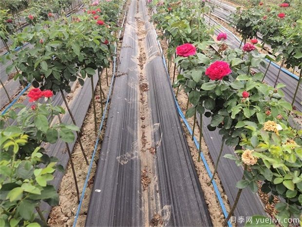 種植業(yè)是什么？國(guó)家扶持的種植業(yè)項(xiàng)目有哪些？(圖1)