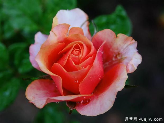 色彩艷麗斑斕的大花微月，永遠的艾帕索(圖1)