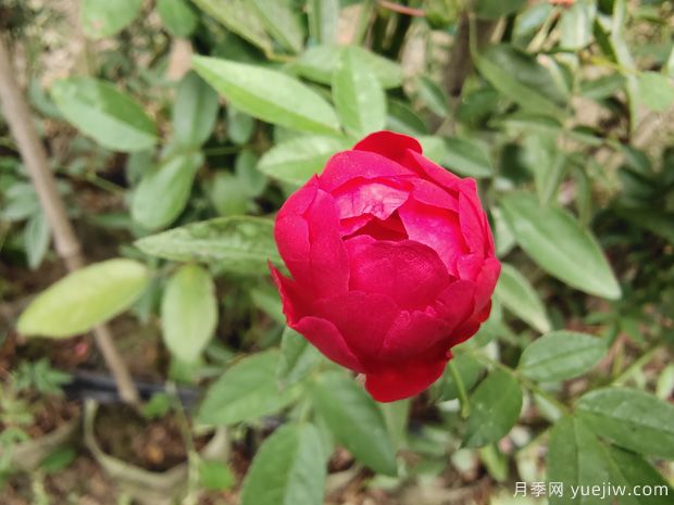 玫瑰？月季？薔薇？如何分清楚？情人節(jié)送的是什么？(圖3)