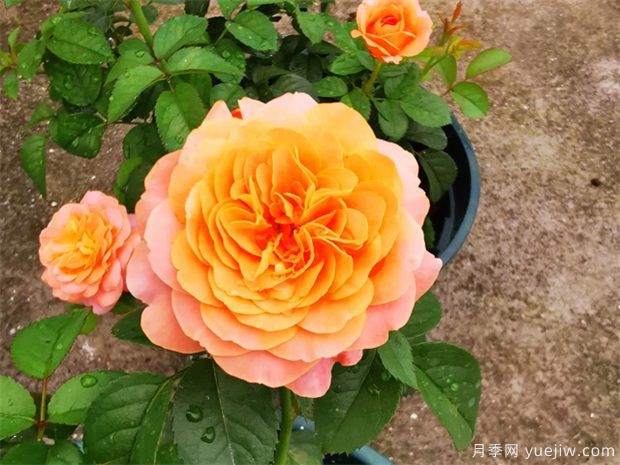 月季花上盆、翻盆與換盆方法(圖1)