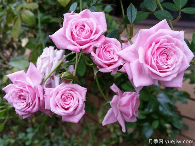 月季花可以泡水喝嗎？月季花的功效與作用(圖1)