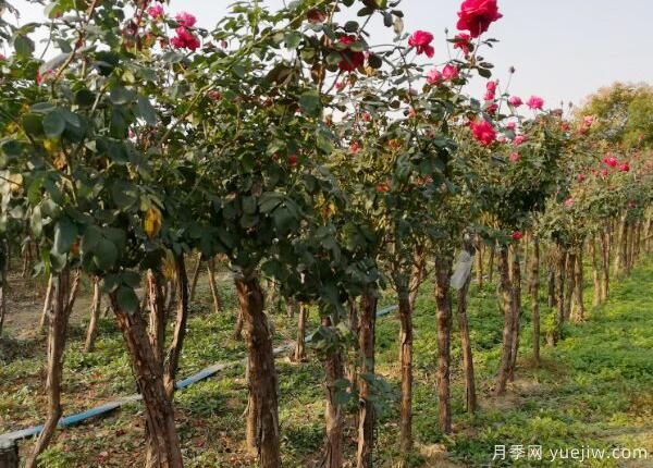 怎樣提高月季花的抵抗力？(圖1)