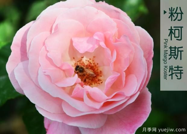 月季花牙簽苗怎么養(yǎng)？(圖1)
