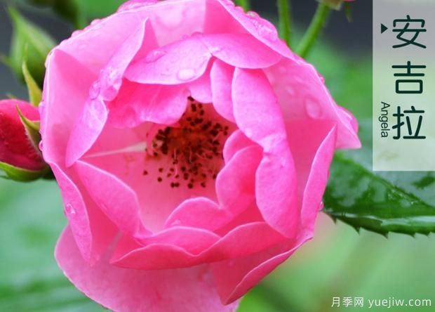 怎樣打造月季花造型花柱？(圖1)