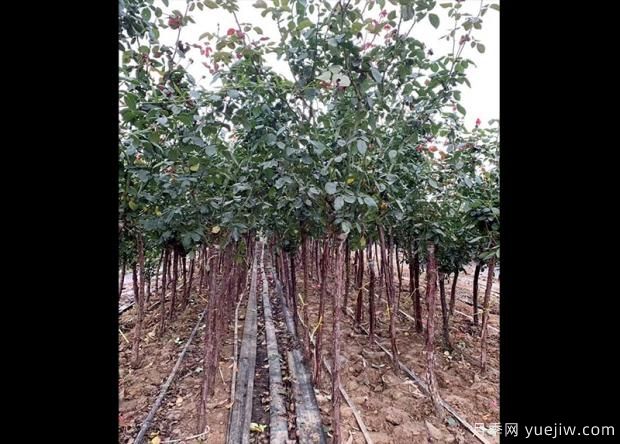 怎樣用淘米水澆月季花？(圖1)