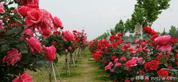 月季的扦插方法？月季怎么養(yǎng)可以開花更久？(圖1)