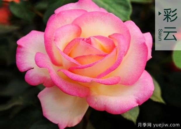 培育幼齡期月季需要注意哪些方面？(圖1)