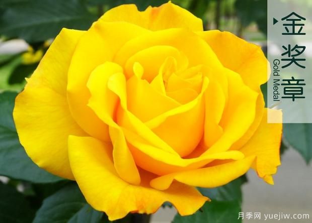 有沒有辦法能有效幫助月季免遭紅蜘蛛毒手呢？(圖1)