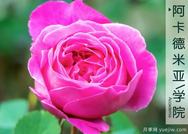 為什么普及率更高的月季沒有取代牡丹成為國(guó)花？真相原來是這樣(圖1)