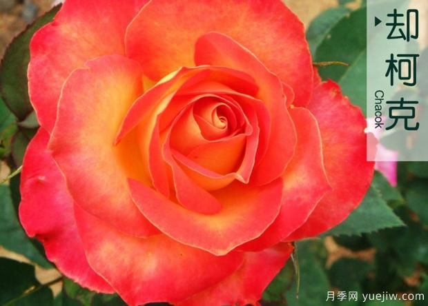 月季的前世今生是怎樣的？如果演變成現(xiàn)在的流行趨勢？(圖1)