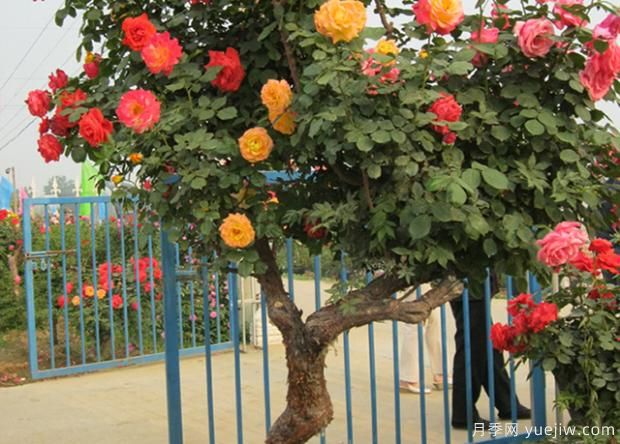 適合在庭院養(yǎng)的植物你知道嗎？(圖2)