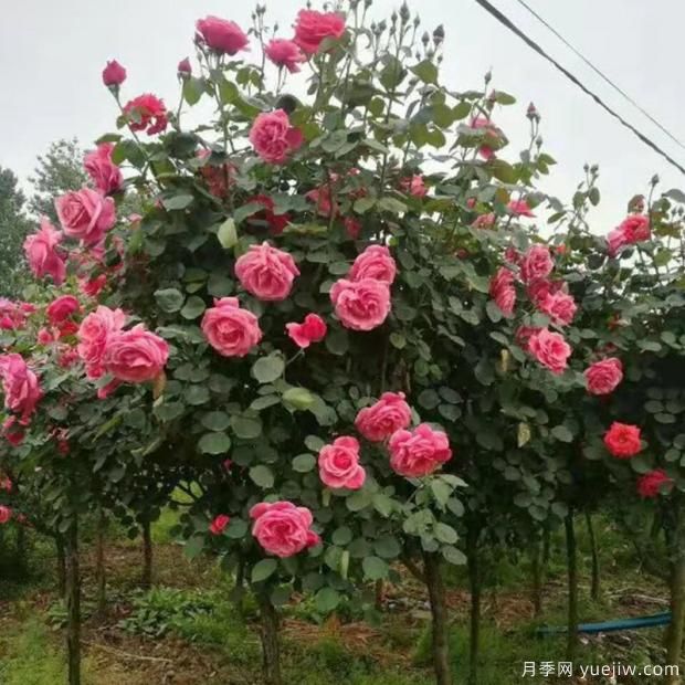 影響月季綻放的重要因素你知道是哪個(gè)嗎？(圖2)