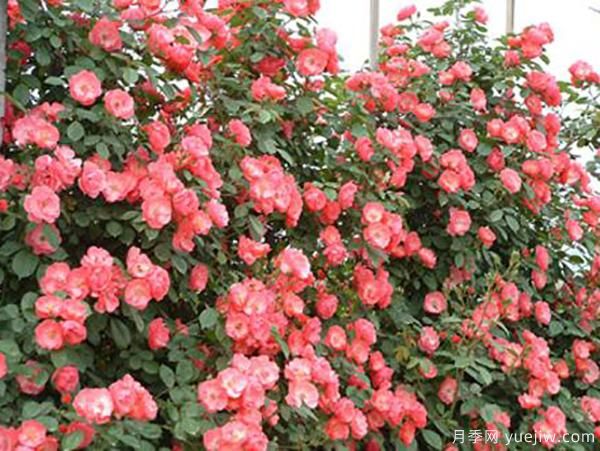 影響花朵***重要的因素你知道嗎？(圖1)
