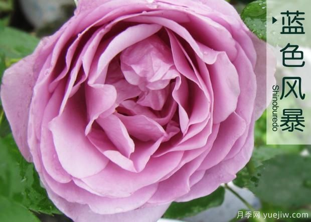 藤本月季在更新時應(yīng)如何保護芽？(圖1)