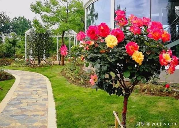 地被月季適合種植在哪里？造型優(yōu)勢有哪些？(圖1)