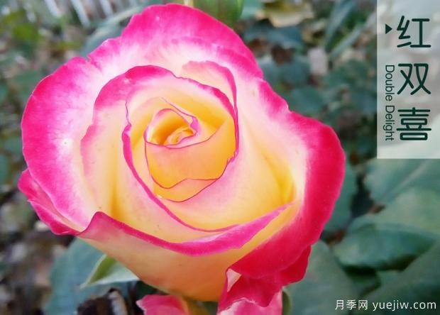 為什么月季老根便宜？月季花根怎么種植？(圖1)