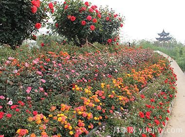 大花月季育殖新竅門!!(圖1) 大花月季育殖新竅門??!(圖1)