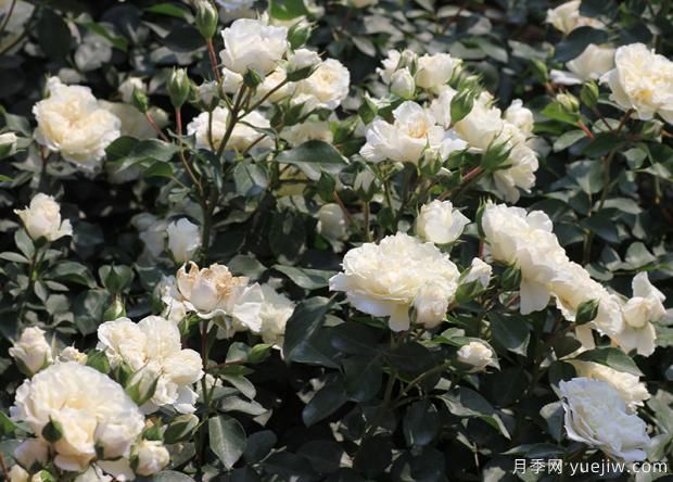 這五種月季，有沒(méi)有抓住你的眼睛？(圖1)