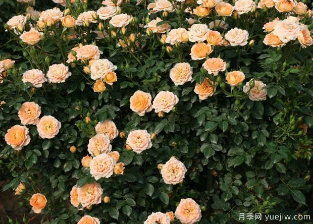 薔薇、月季、玫瑰你真的能分清它們的區(qū)別？(圖1)