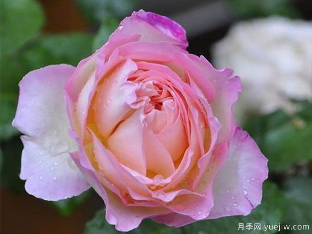 破曉月季養(yǎng)護(hù)方法有哪些？(圖1)