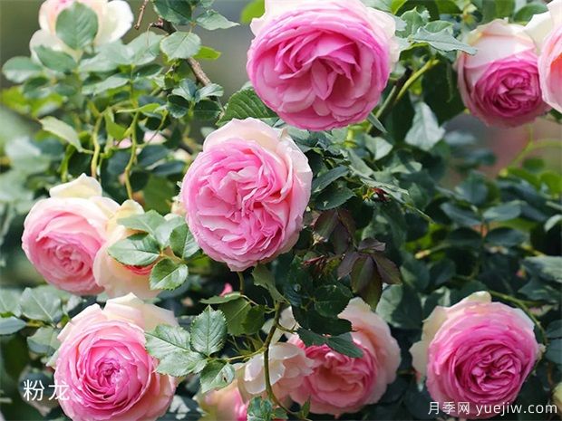 怎樣使月季多開花，常開花(圖1)