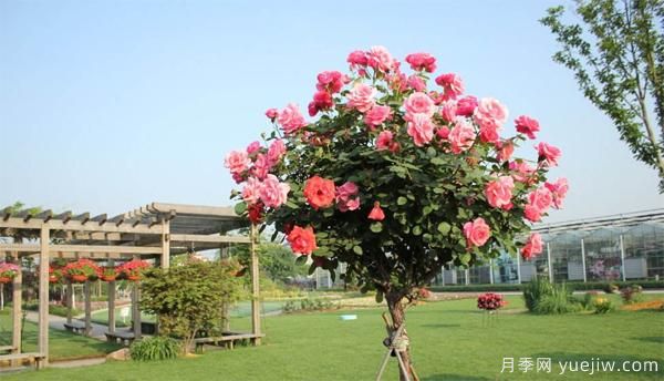 樹狀月季花苗秋天該不該修剪？(圖1)