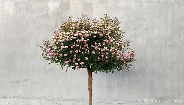 為防止病蟲危害，月季花的花后修剪應該怎樣修剪？(圖1)