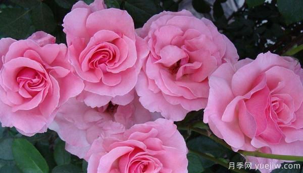 新手怎樣才能養(yǎng)好一枝剛扦插的樹狀月季？(圖1)