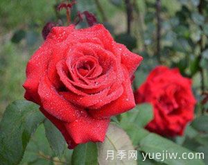 人們?nèi)粘Ｉ钪凶鳛轷r切花饋贈(zèng)用的“玫瑰”鮮花和盆栽玫瑰全部都是月季。(圖1)