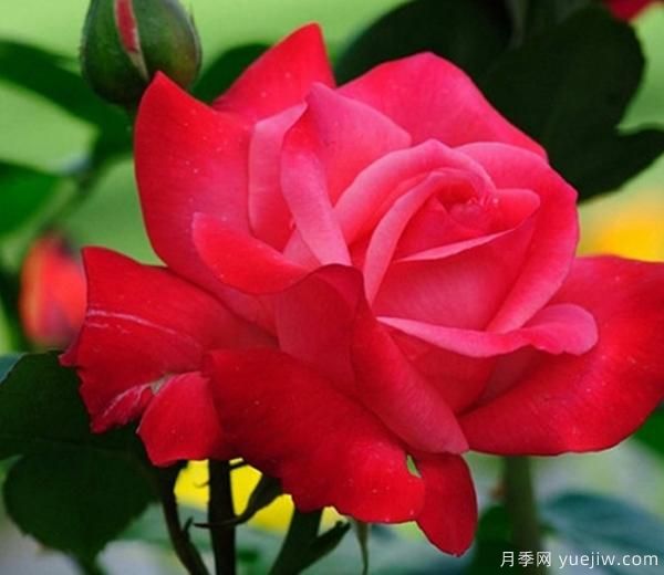 月季花養(yǎng)護(hù)，我們?cè)鯓幼屗蔀檎嬲摹霸略录t”呢？(圖1)