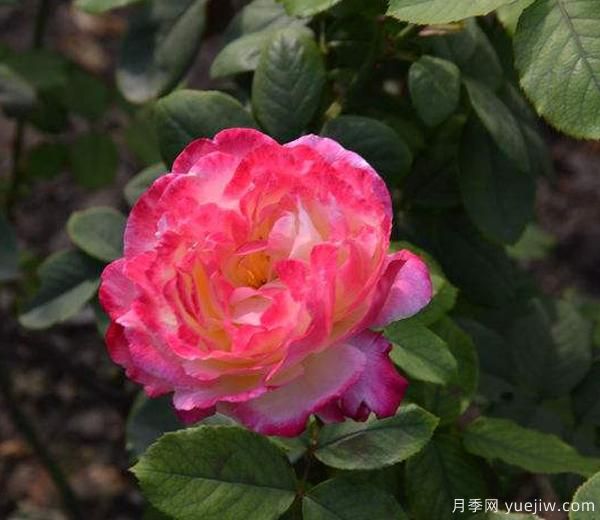 月季一年內(nèi)，能有幾次開(kāi)花的結(jié)果，來(lái)了解下吧(圖1)