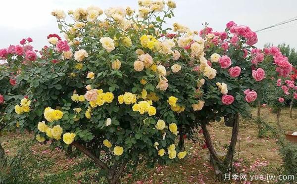 洛陽大花月季的施肥管理，你知道是怎樣的嗎？(圖1)