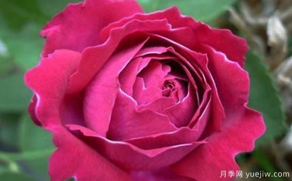 鄧縣盆栽月季種養(yǎng)有什么要了解的呢？(圖1)