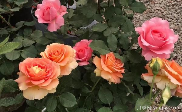 大花月季該怎樣養(yǎng)根呢？一起來(lái)了解下吧(圖1)