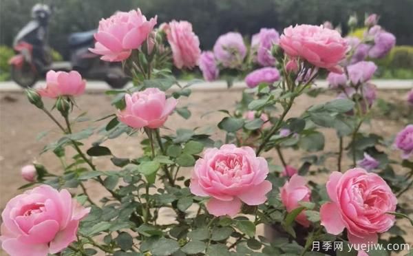 德州樹狀月季一般可以開多少次花？月季基地分享(圖1)