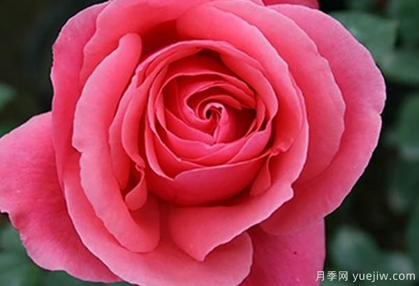地栽的大花香水月季該怎樣養(yǎng)護(hù)呢？一起看看吧(圖1)