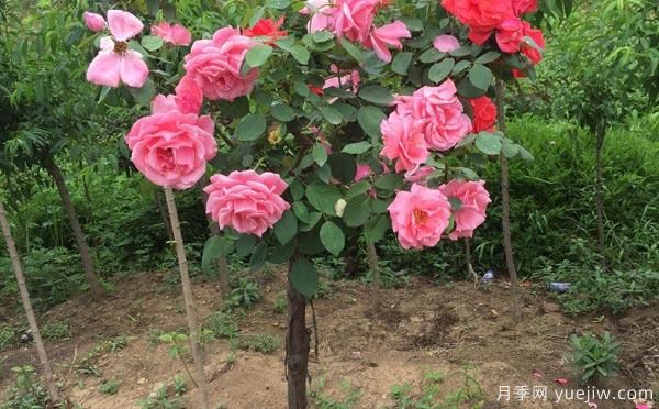 養(yǎng)月季花關(guān)于養(yǎng)殖中的注意知識(shí)，月季基地來(lái)整理(圖1)