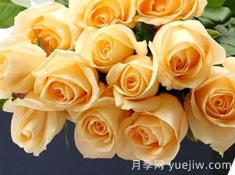月季基地告訴你切花月季是什么意思呢？什么叫切花月季呢？(圖1)
