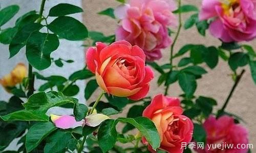 大花月季在日常中，怎么嫁接育苗和管理？(圖1)