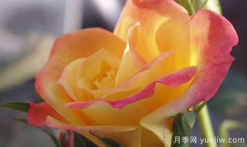 大花月季在施肥時，有需要注意些什么？(圖1)