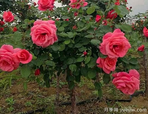月季花扦插生根慢？教你快速生根法！(圖1)