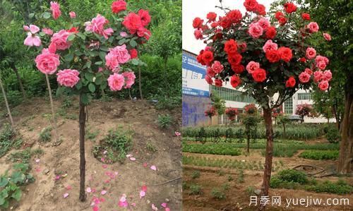 月季遇到病害包含的病況？如何解決呢(圖1)
