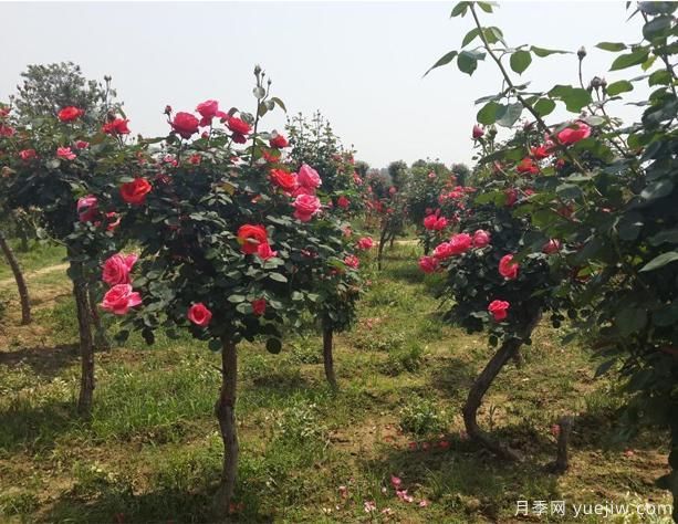 月季花如何做能快速進入下一波花期？(圖1)