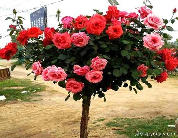 鶴壁樹狀月季花都有哪些作用功效呢？(圖1)