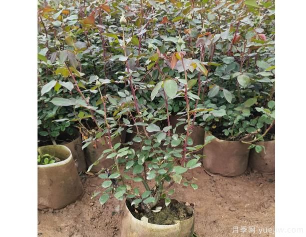 月季花河北月季花在四個季節(jié)中，修剪辦法是怎樣的呢？(圖1)